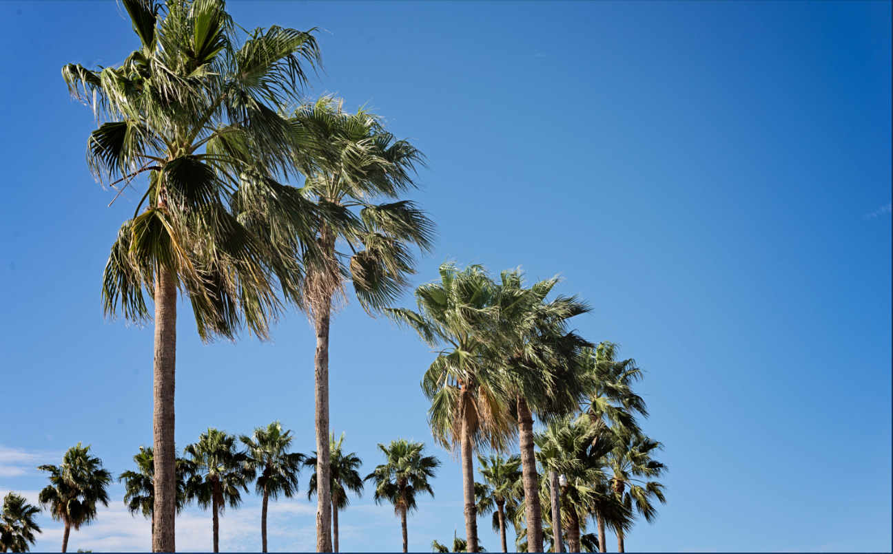 Tops of palm trees and blue sky